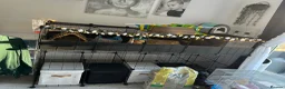 Guinea Pig rodents for sale: 2 Swiss boars  - Advert 3