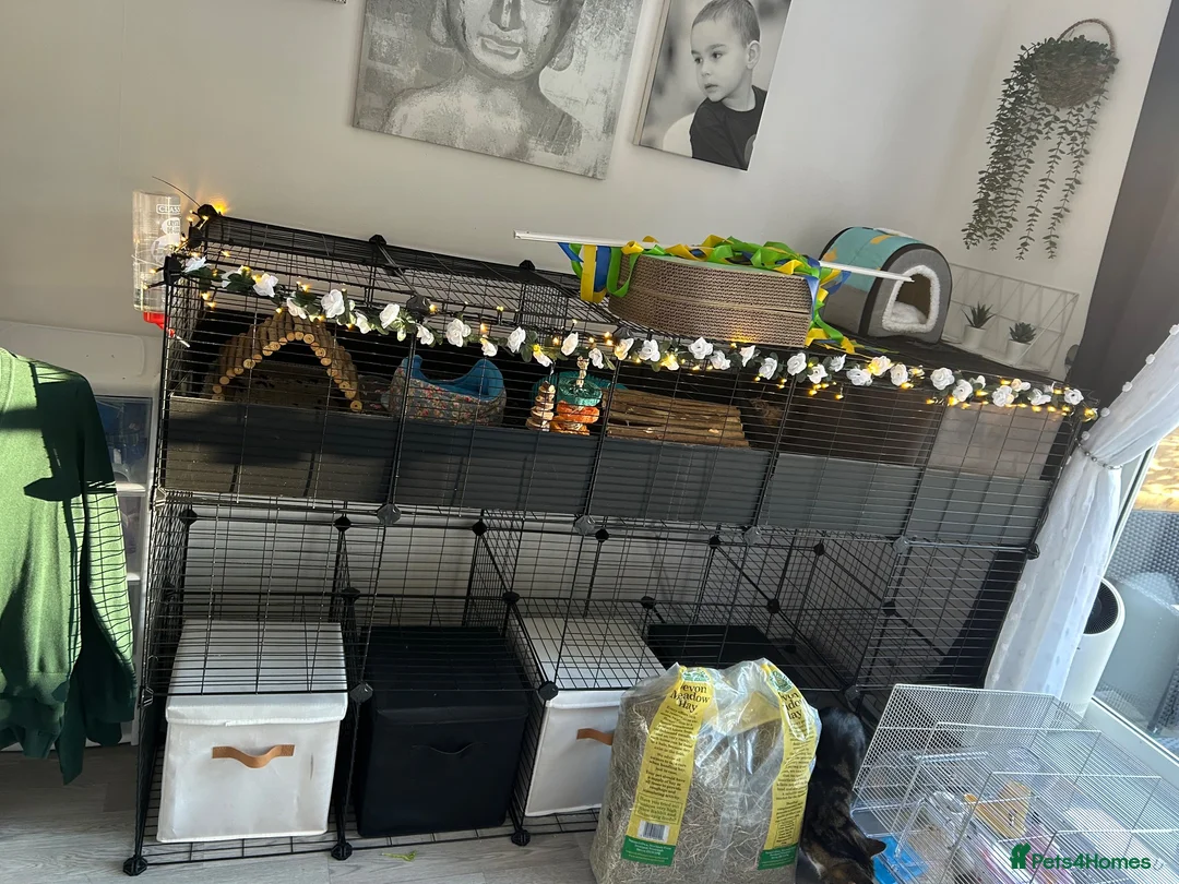 Guinea Pig rodents for sale: 2 Swiss boars  - Advert 3