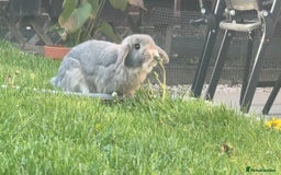 Dwarf Lop rabbits for sale: Male 8 month old rabbit  - Image 2