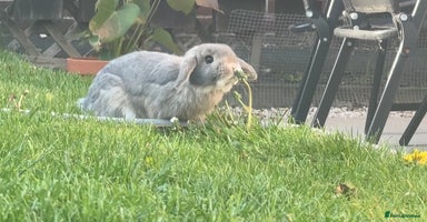 Dwarf Lop rabbits - Advert 3