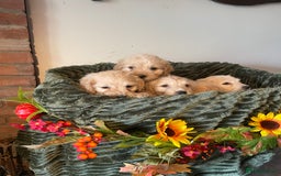 Cockapoo dogs for sale: Beautiful f1 cockapoo puppies - Image 4