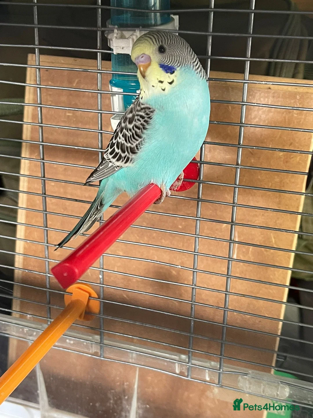 Budgerigars birds for sale: Baby budgies for sale  - Advert 2