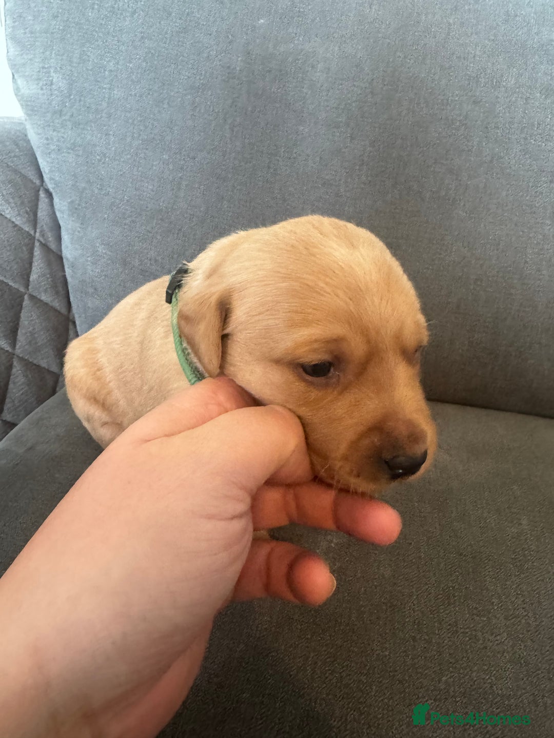 Labrador Retriever dogs for sale: Mixed Yellow and Red Labrador Puppies - Advert 9