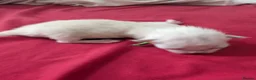 Ragdoll cats for sale: 5 beautiful ragdoll kittens  in Liverpool - Advert 10