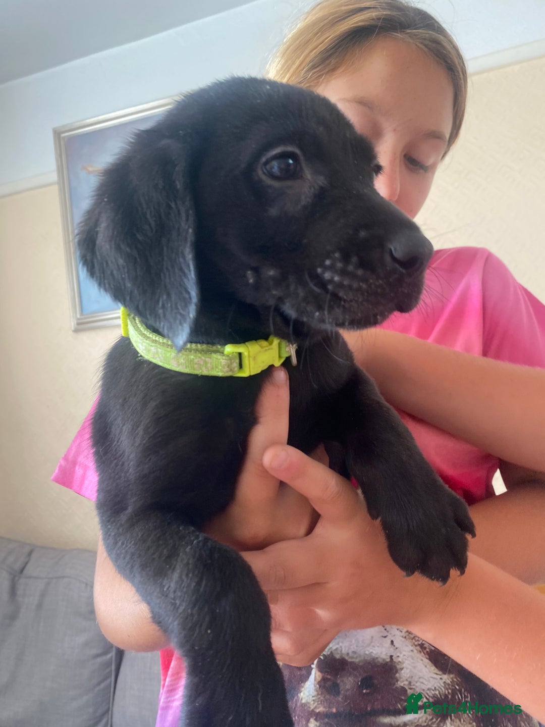 Labrador Retriever dogs for sale: Lovely Labrador puppies  - Image 4