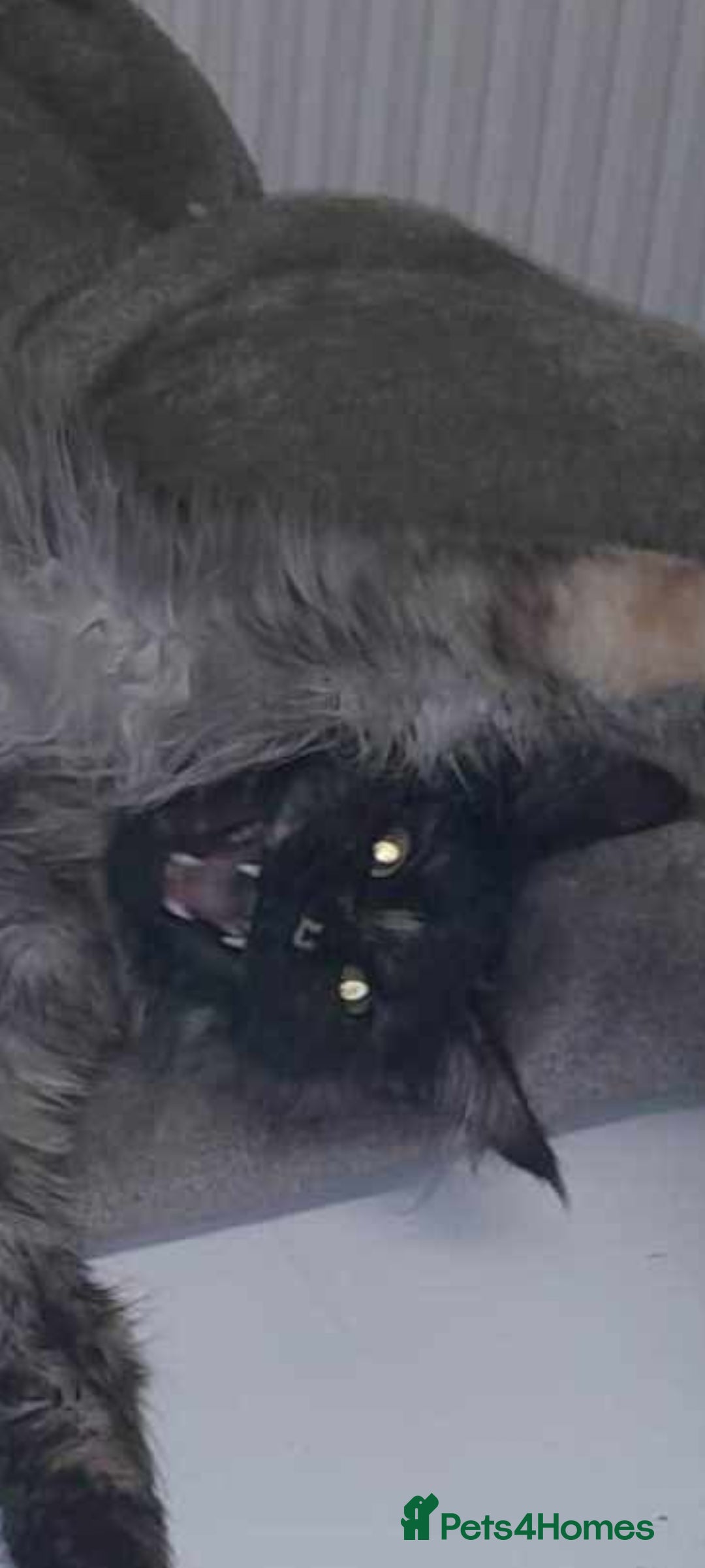 Maine Coon cats for sale: Maine coone kittens  - Advert 15