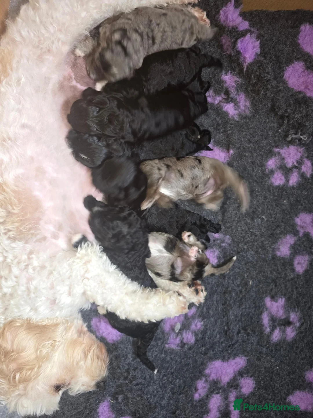 Cavapoochon dogs for sale: Cavapoochons  in Llandeilo - Advert 1