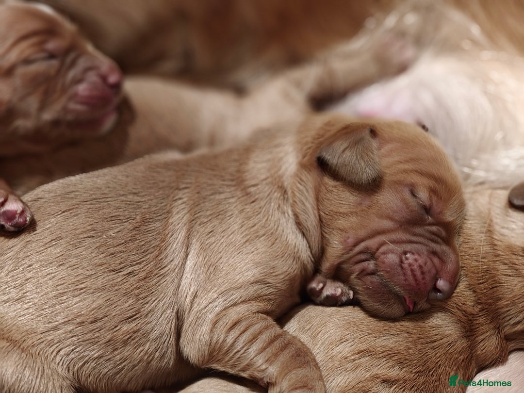 Mini Goldendoodle dogs for sale: Stunning home-bred F1 Goldendoodles,KC REG parents - Advert 18