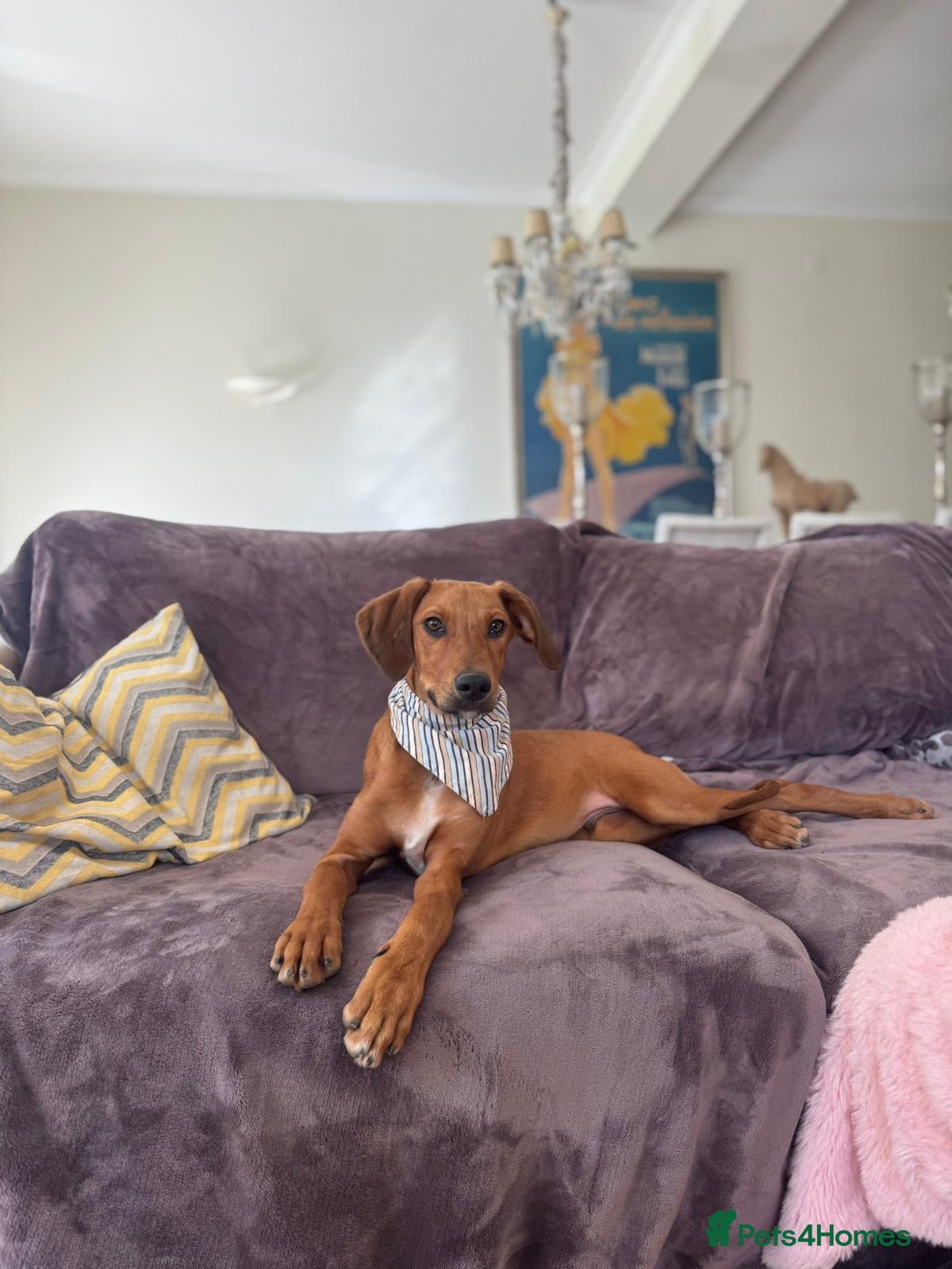 Mixed Breed dogs Pluto - the friendly Lab type dog - Advert 2