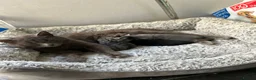 Mixed Breed cats for sale: 2 Adorable Tuxedo x Russian Blue Kittens For Sale - Advert 4