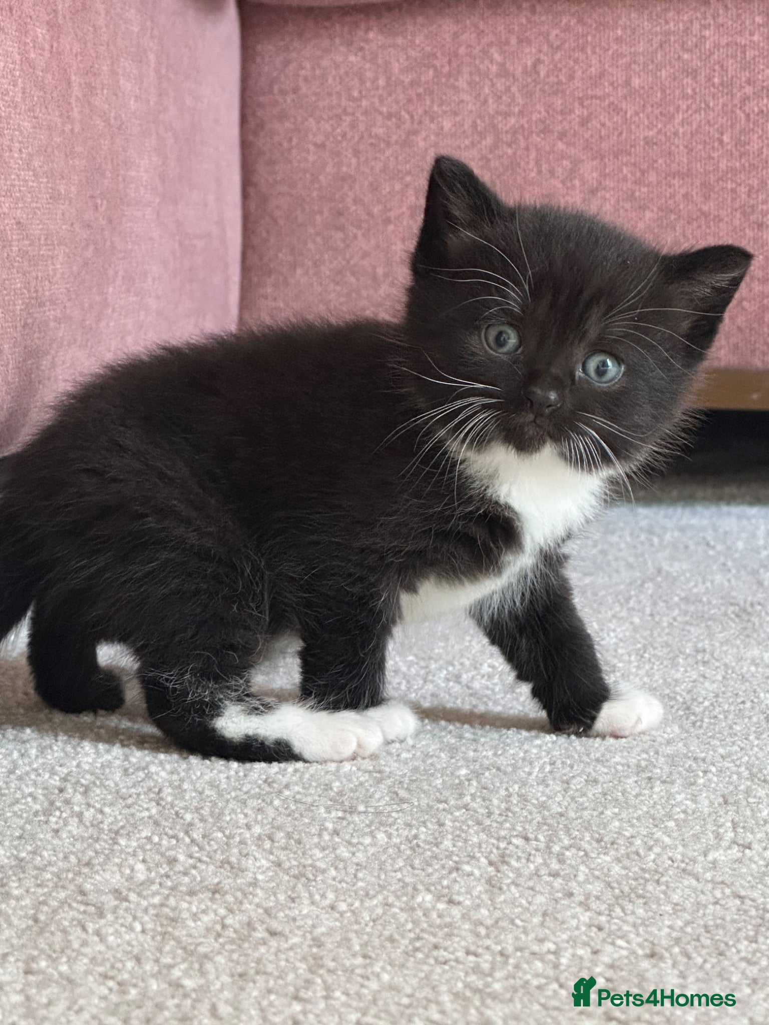 Mixed Breed cats Adorable British Shorthair Mix Kittens 🐾 - Advert 21