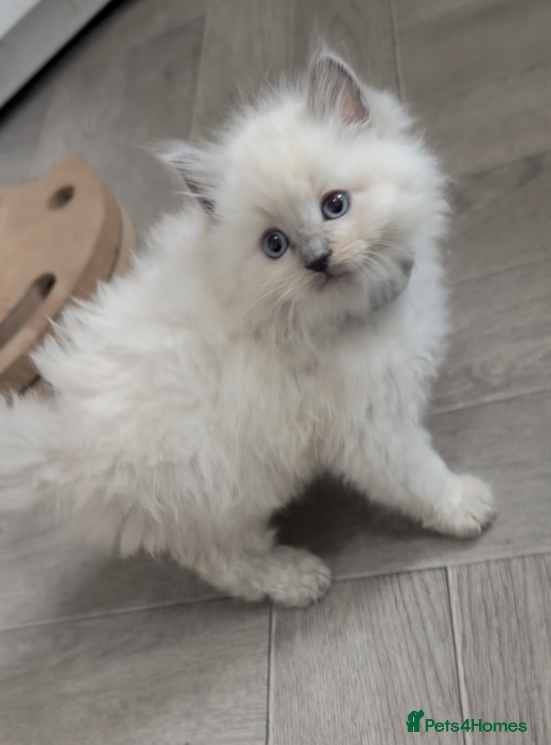 Ragdoll cats for sale: Blue Point Ragdoll Kittens!  - Advert 14
