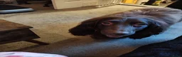 Cocker Spaniel dogs for sale: Choco & Mabelle-Bonded Pair looking for a Home - Advert 16