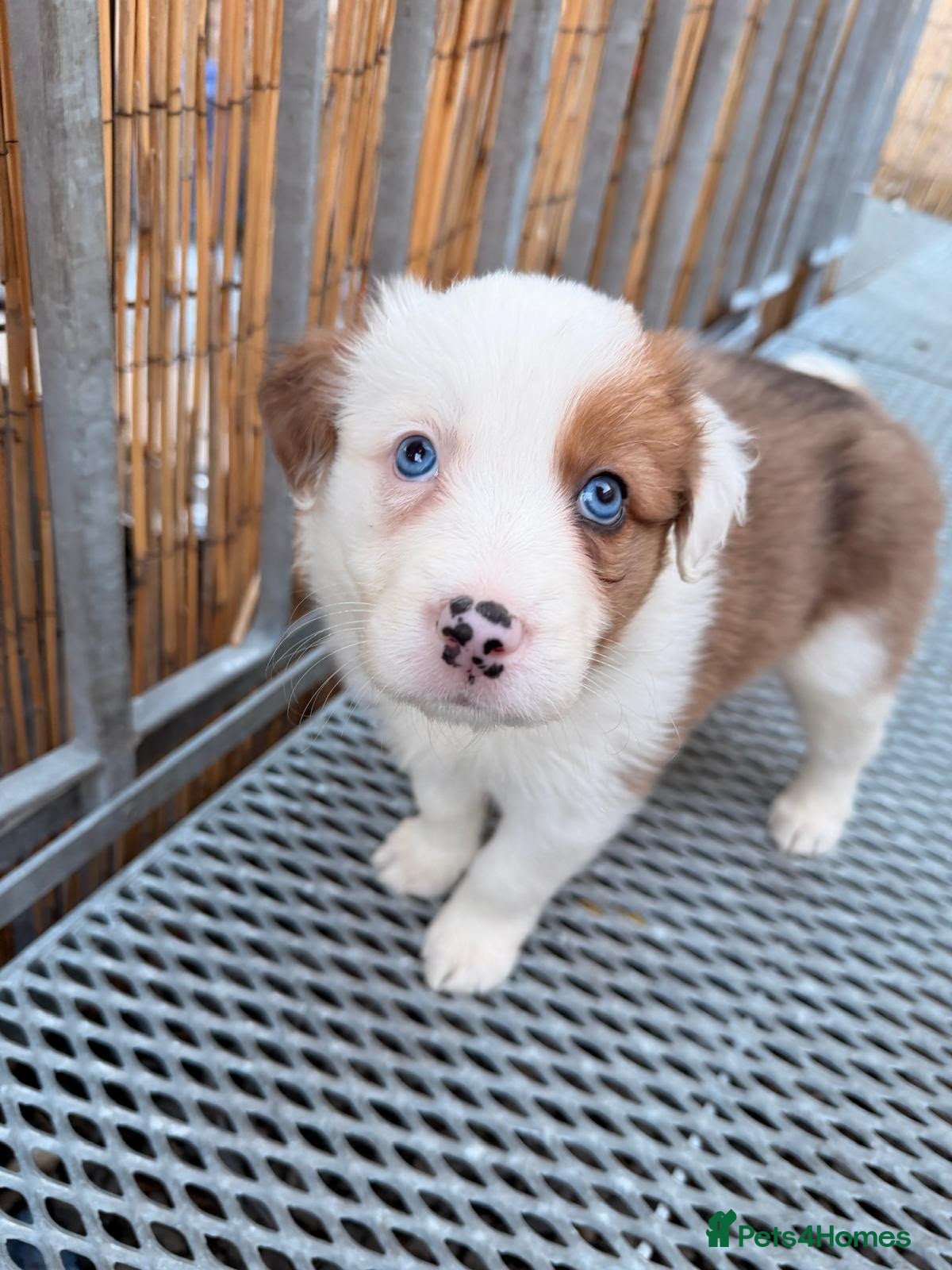 Border Collie dogs Stunning Show line puppies,various colours  - Advert 1