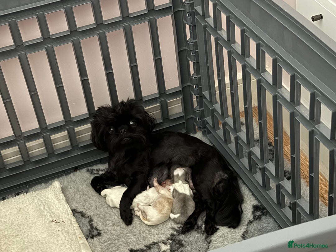 Shih Tzu dogs for sale: Beautiful litter of Imperial shih tzu’s  - Image 7