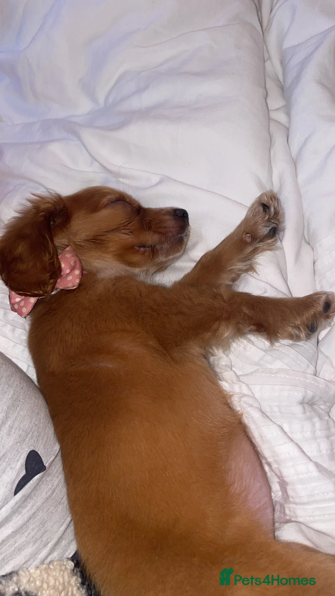 Cocker Spaniel dogs for sale: Cocker spaniel puppy  - Advert 5