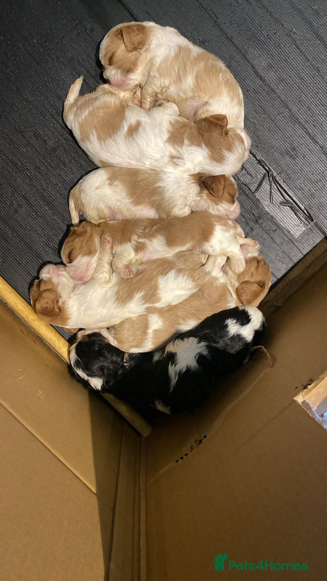 Cavalier King Charles Spaniel dogs for sale: Fabulous Cavalier King Charles Pups  - Image 5