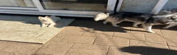 Pomsky dogs for sale: Pomsky Puppy (pending) - Advert 3