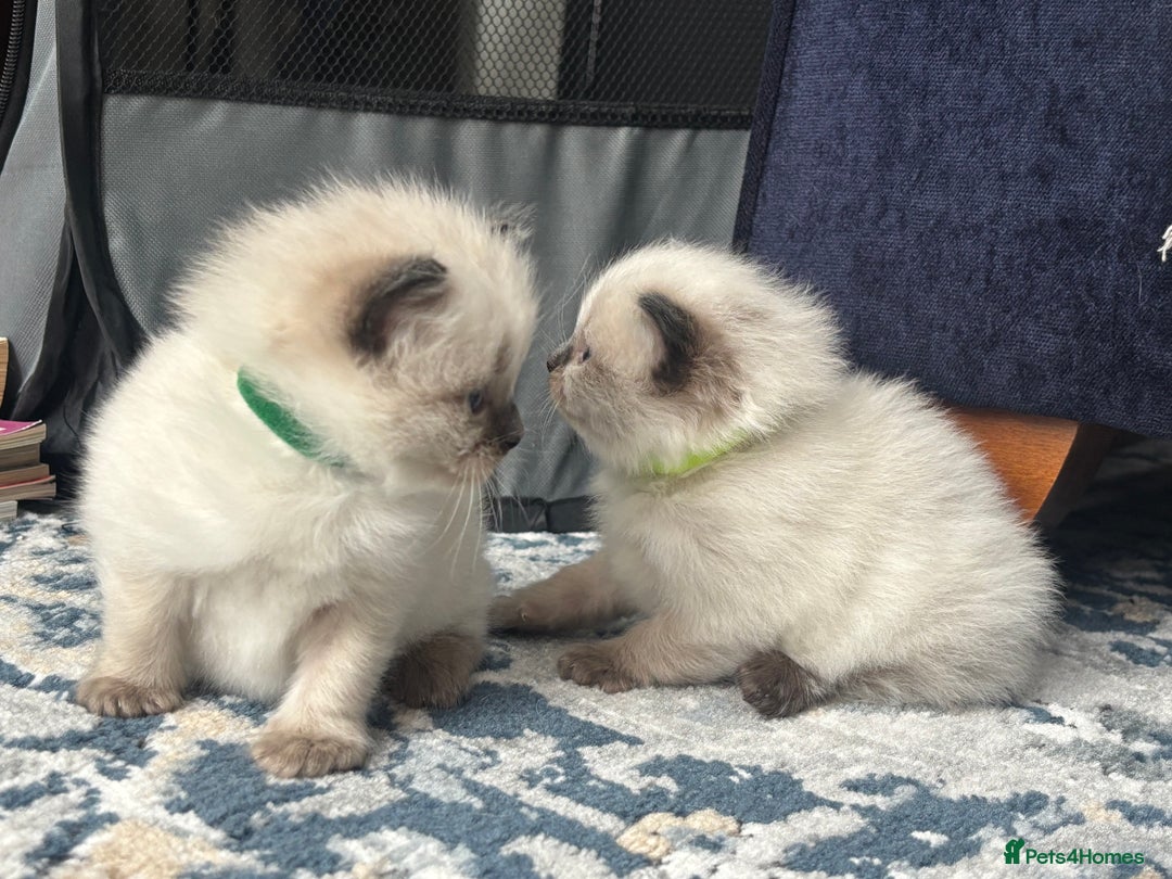 Ragdoll cats for sale: Ragdoll - Pedigree  - Image 4