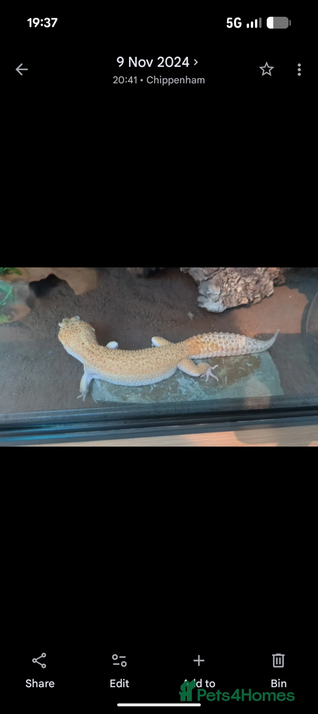 Leopard Gecko reptiles for sale: 2 Leopard Geckos with complete vivariums in Chippenham - Advert 2