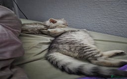 British Shorthair cats for sale: Gorgeous kitten - Image 3