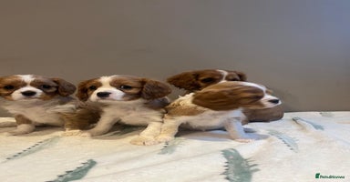 Cavalier King Charles Spaniel dogs - Advert 9