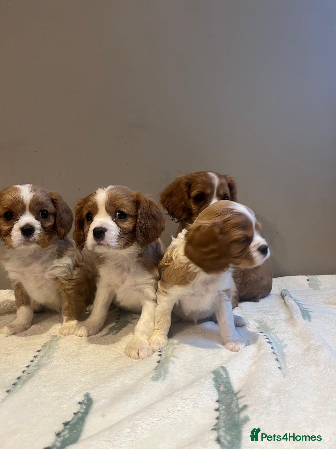 Cavalier King Charles Spaniel dogs for sale: King Charles Cavalier - Image 3
