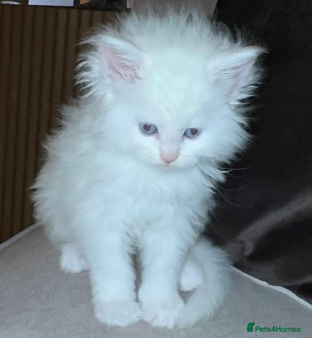 Maine Coon cats for sale: Stunning white and smoke Xl Maine coons (odd eyes) - Advert 35