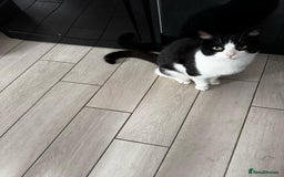 Mixed Breed cats for sale: Oreo FREE - Image 1