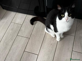 Mixed Breed cats - Advert 20