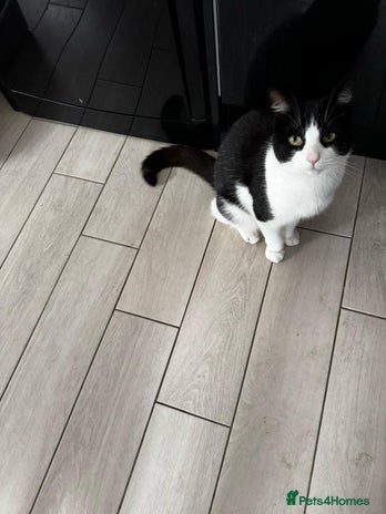 Mixed Breed cats - Advert 4