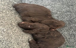 Cockapoo dogs for sale: Chocolate cockapoo puppies F1 - Image 2
