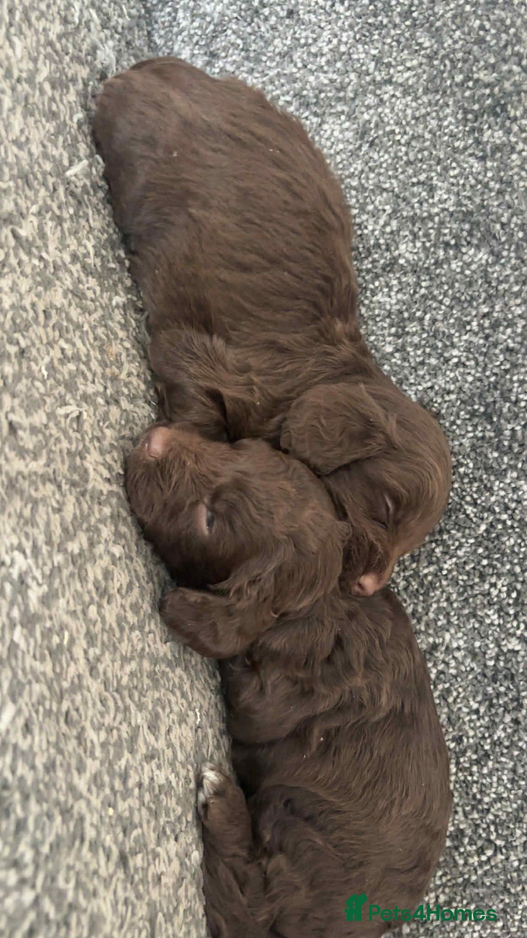 Cockapoo dogs for sale: Chocolate cockapoo puppies F1 - Image 2