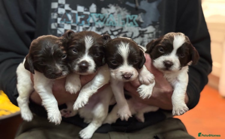 English Springer Spaniel dogs Springer spaniels for sale  - Advert 4