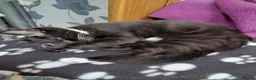 Mixed Breed cats for sale: Playful and gorgeous kittens - Advert 8