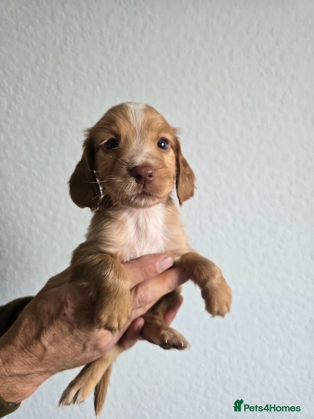 Cocker Spaniel dogs for sale: Stunning cocker spaniel puppies  - Advert 1
