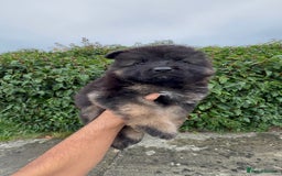 German Shepherd dogs for sale: Stunning German Shepherd Long hair puppies 🥰🔥 - Image 8
