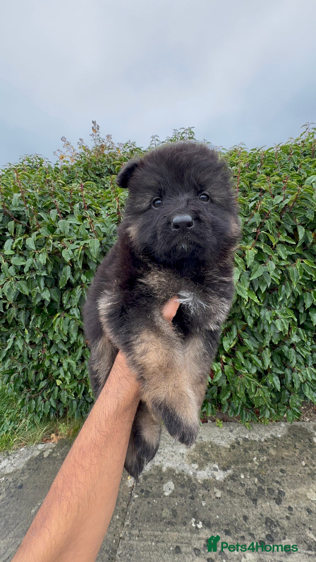 German Shepherd dogs for sale: Stunning German Shepherd Long hair puppies 🥰🔥 - Image 8