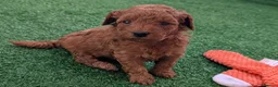 Cavapoo dogs for sale: Stunning extensively health tested Cavapoos in Portsmouth - Advert 7