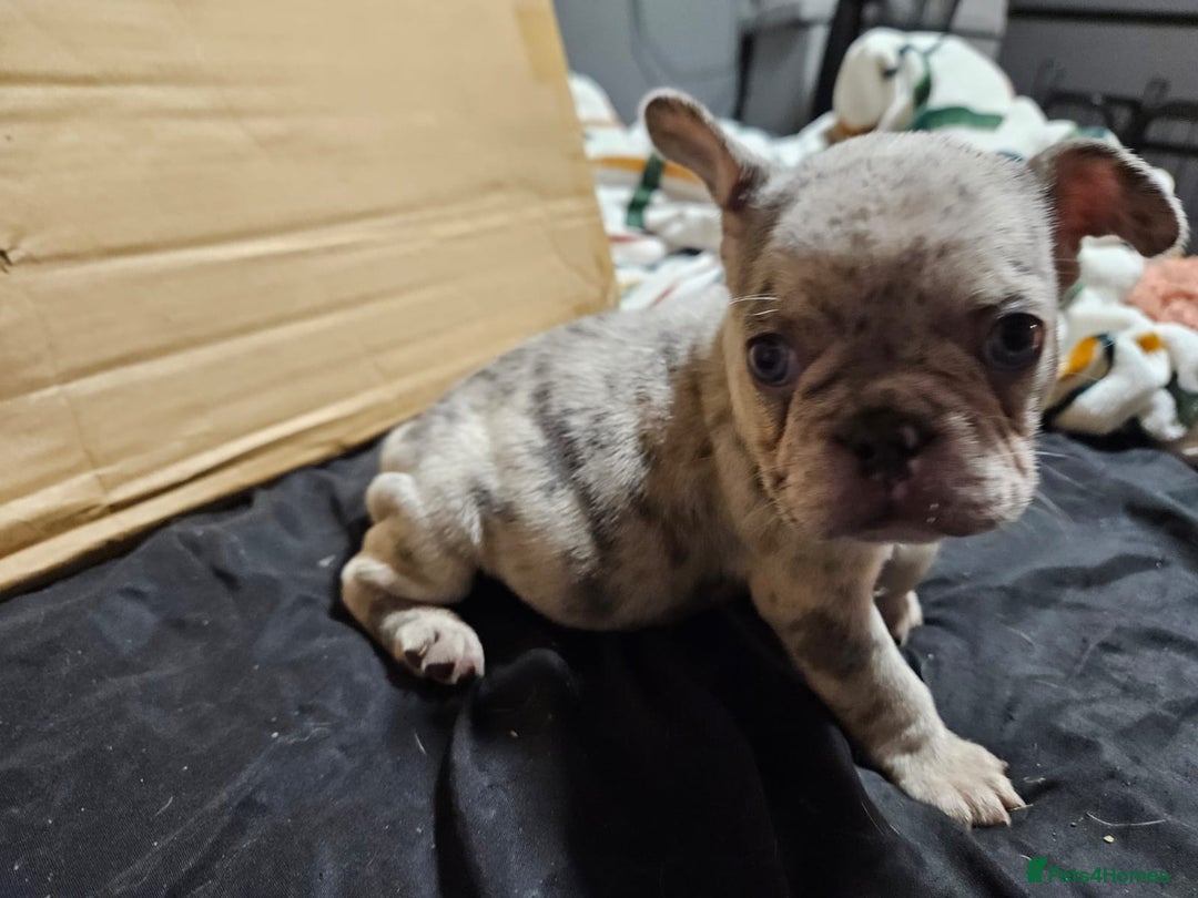 French Bulldog dogs for sale: Merle french bulldog puppies  - Image 6