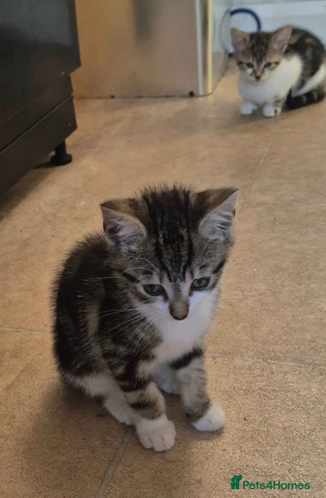 Mixed Breed cats for sale: Adorable 7 Mixed Breed Kittens 🐾 - Image 31