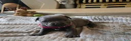 Staffordshire Bull Terrier dogs for sale: Stunning KC reg SBT BLUE PUPS - Advert 7