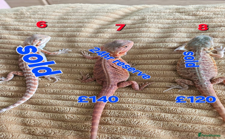 Bearded Dragon reptiles - Advert 1