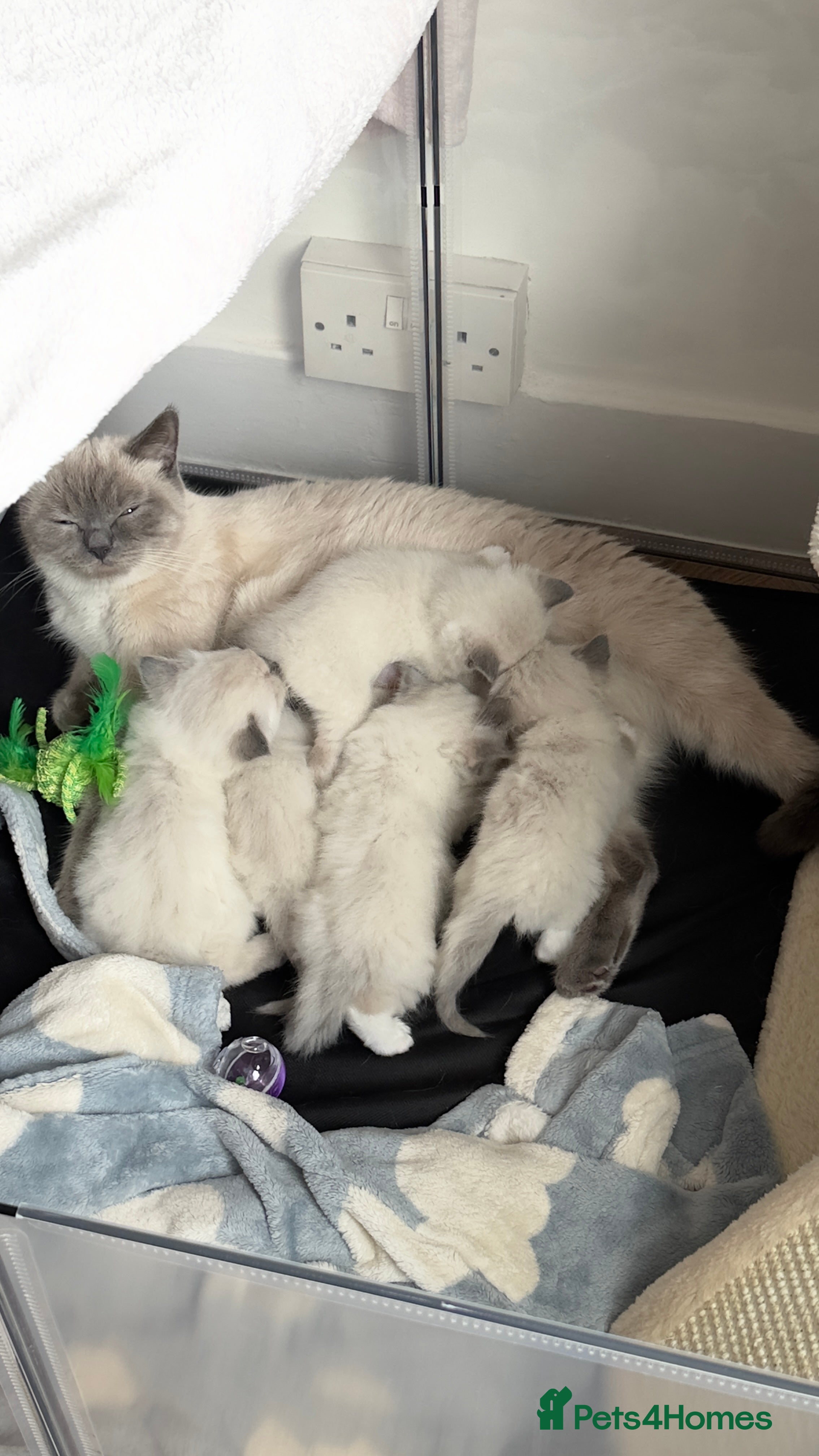 Ragdoll cats Ragdoll cross British shorthair kittens - Advert 4