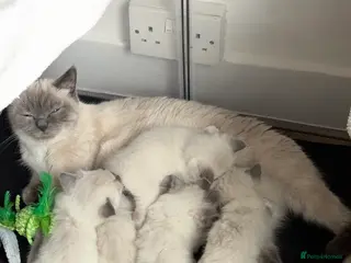 Ragdoll cats Ragdoll cross British shorthair kittens - Advert 4