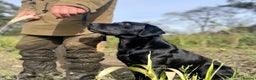 Labrador Retriever dogs for stud: Health Tested KC Registered Black Labrador Stud in Ashbourne - Advert 2