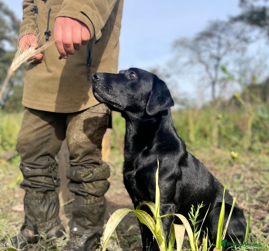 Labrador Retriever dogs for stud: Health Tested KC Registered Black Labrador Stud in Ashbourne - Advert 2