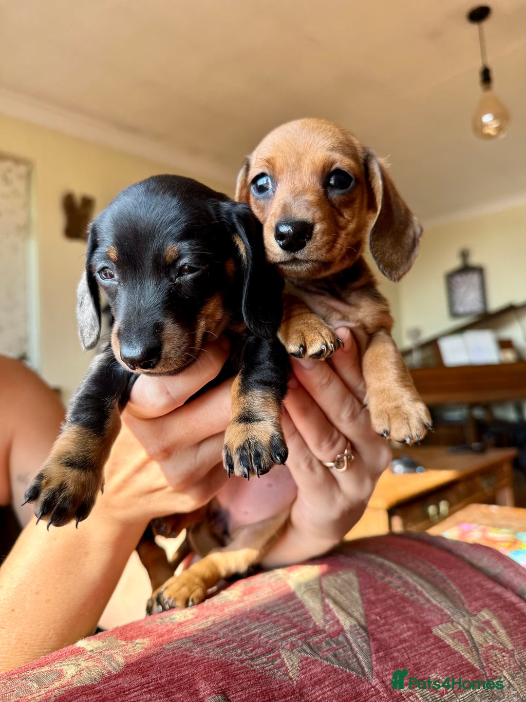 Beagle Dachshund Mini Dachshund Cross Puppies Dapple