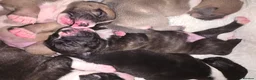 Mixed Breed dogs for sale: French bulldog x Staffordshire bull terrier - Advert 22