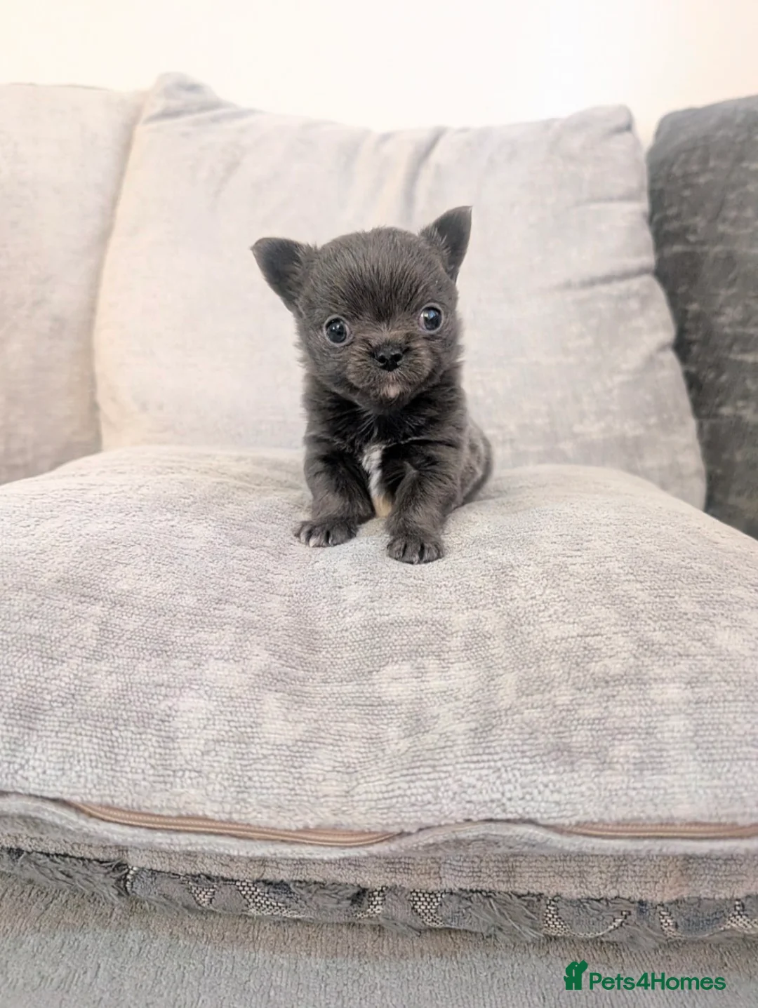 Chihuahua dogs for sale:  Teeny Tiny KC reg Long Coat Blue Chihuahua Boy - Advert 1